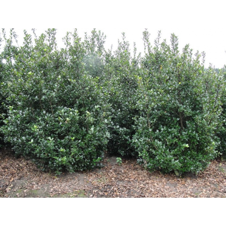 Ilex meserveae'Blue Prince' 