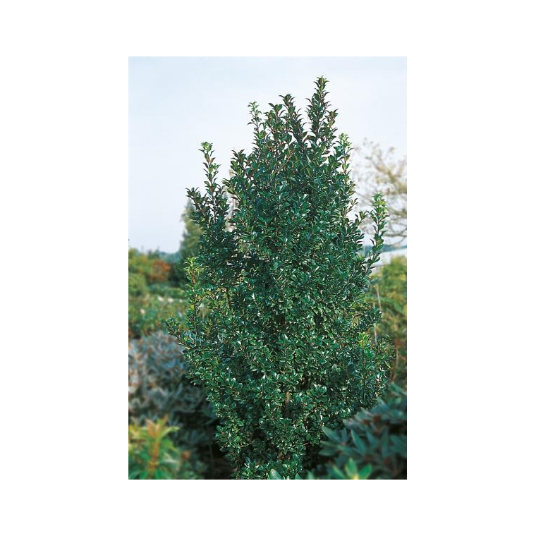 Ilex meserveae'Heckenpracht' 