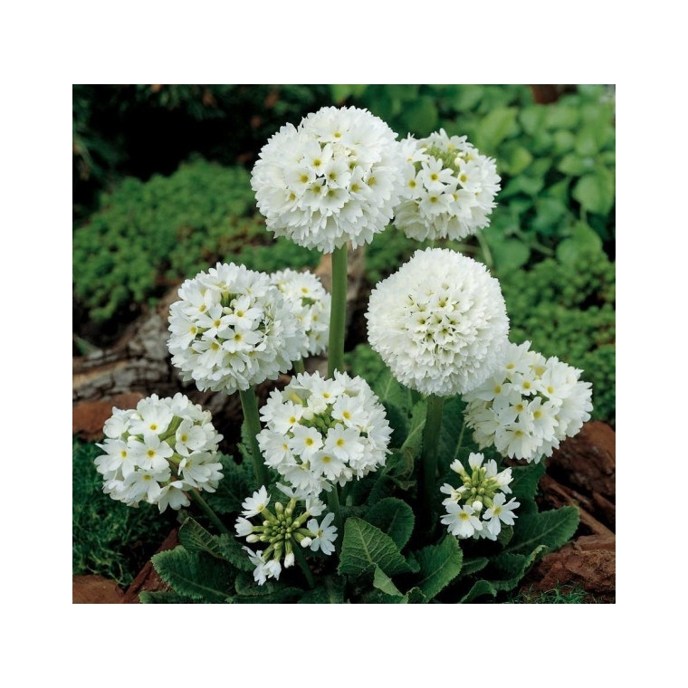 Primula denticulata'Alba'
