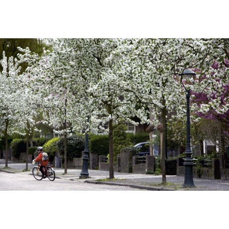 Malus baccata'Street Parade' 