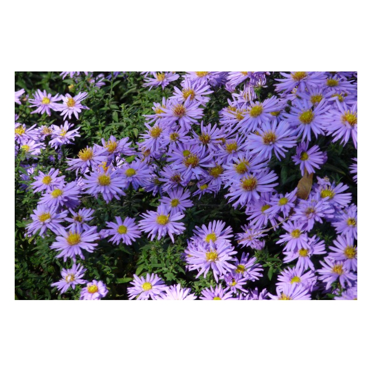 Aster dumosus'Prof.Anton Kippenberg' 