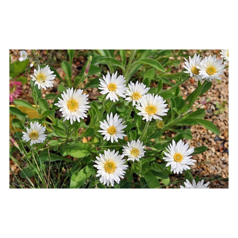Aster alpinus'Albus'