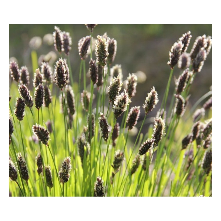 Sesleria heufleriana