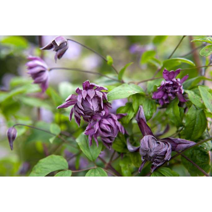Clematis'Mary Rose' 