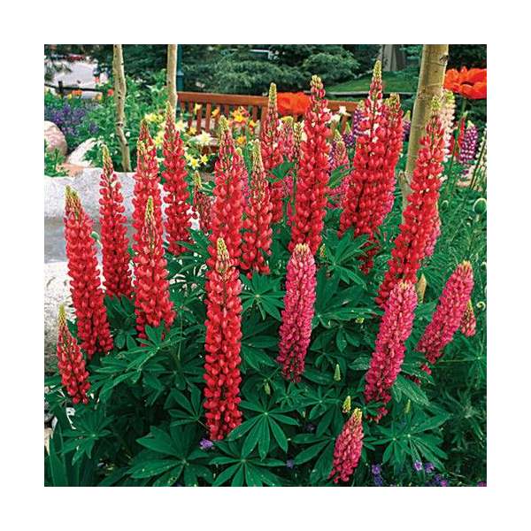 Lupinus'Gallery Red'