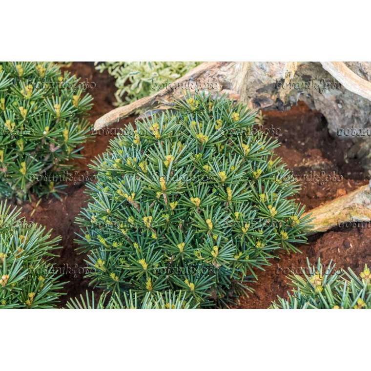 Sciadopitys verticillata'Kobito' 