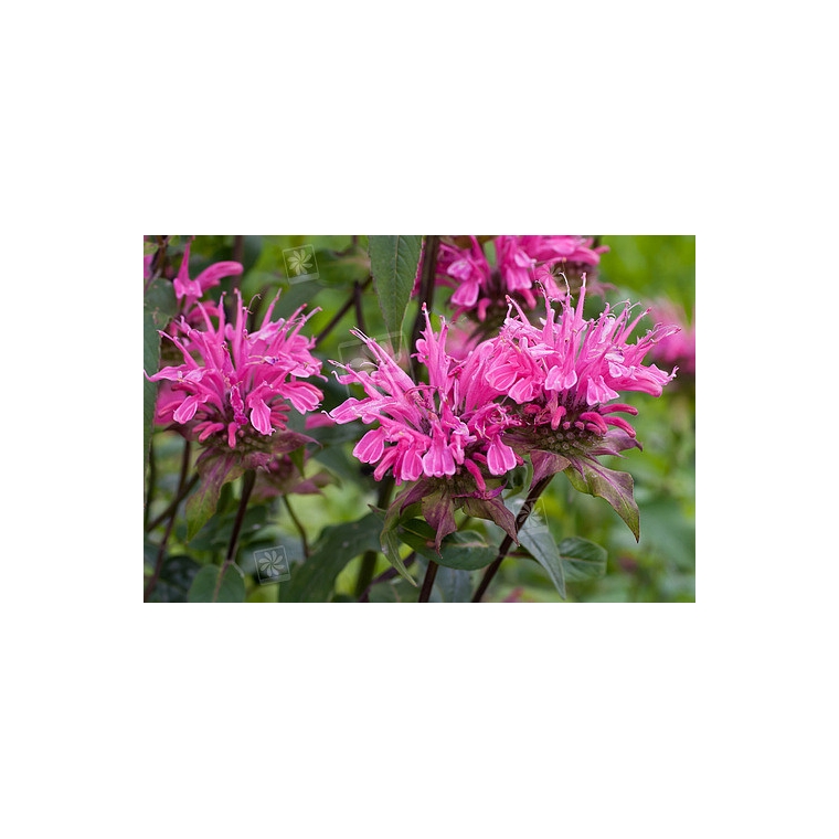 Monarda'Melissa'