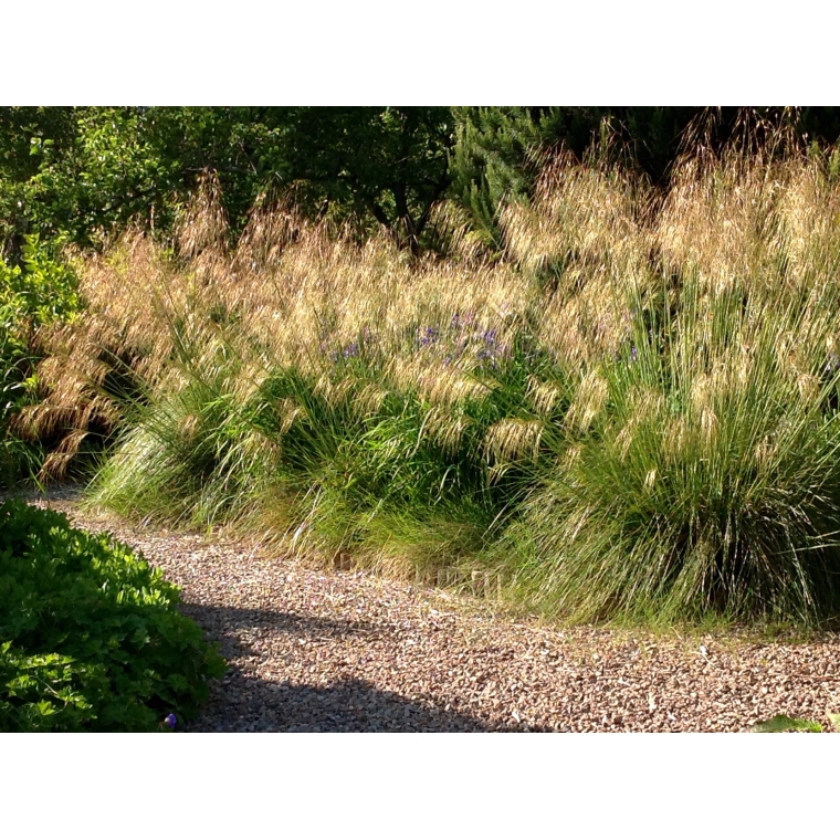 Stipa gigantea