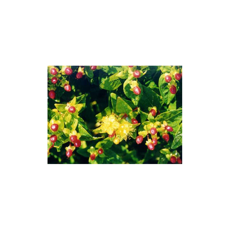 Hypericum inodorum'Orange Flair 