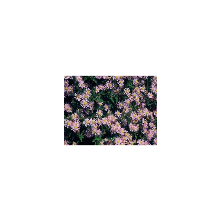 Aster ageratoides'Stardust'