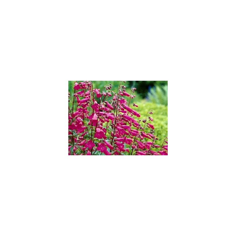 Penstemon'Andenken an Friedrich Hahn'