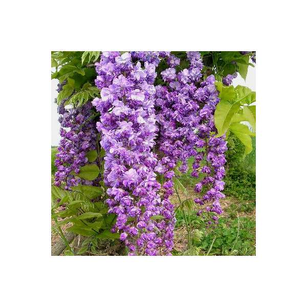 Wisteria florida'Violacea Plena' 