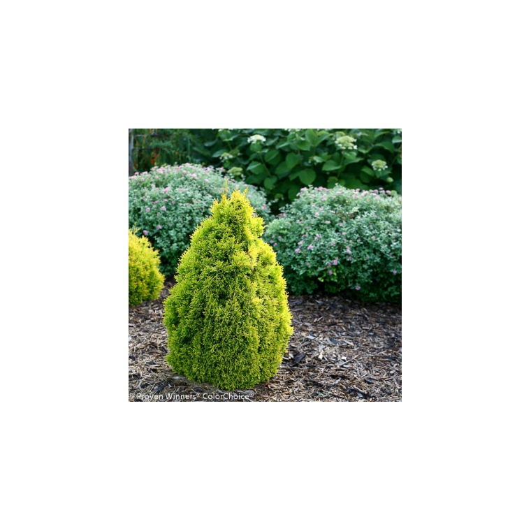 Thuja occidentalis'Filips Magic Moments' 