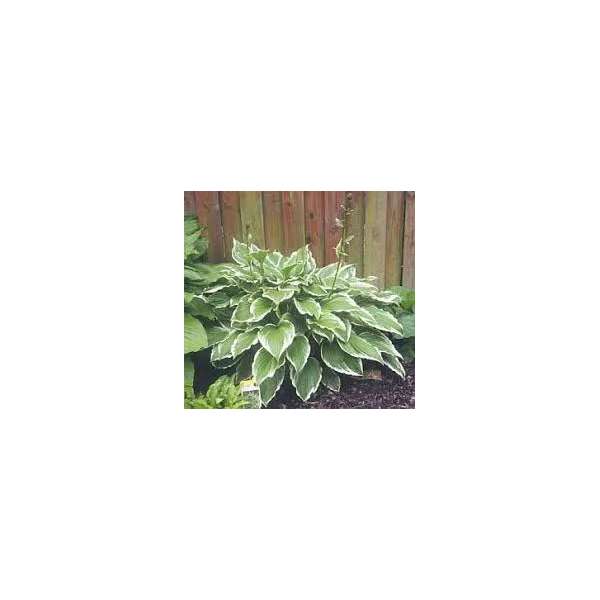 Hosta'Moerheim'