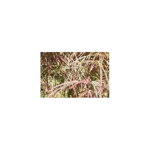 Acer palmatum'Red Pygmy' 