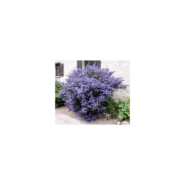 Ceanothus'Burkwoodii' 