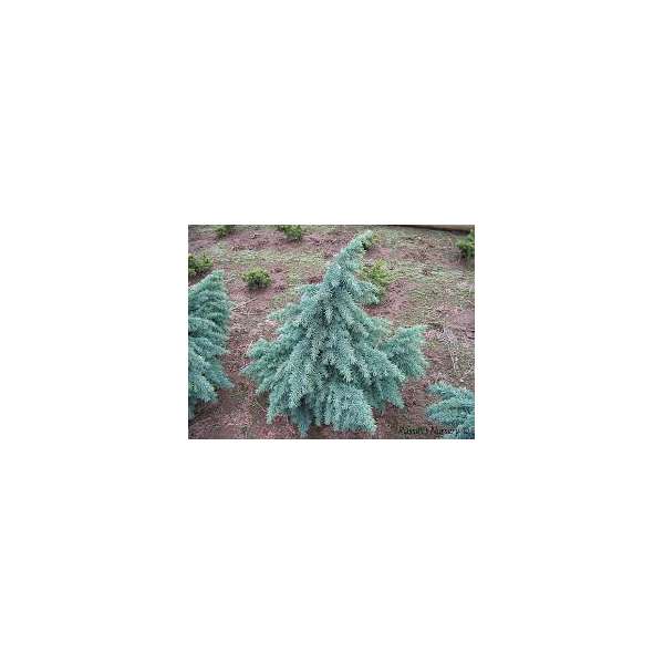 Cedrus deodara'Divinily Blue' 