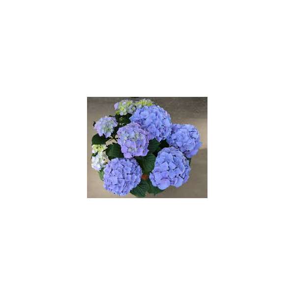 Hydrangea macrophylla'Little blue' 