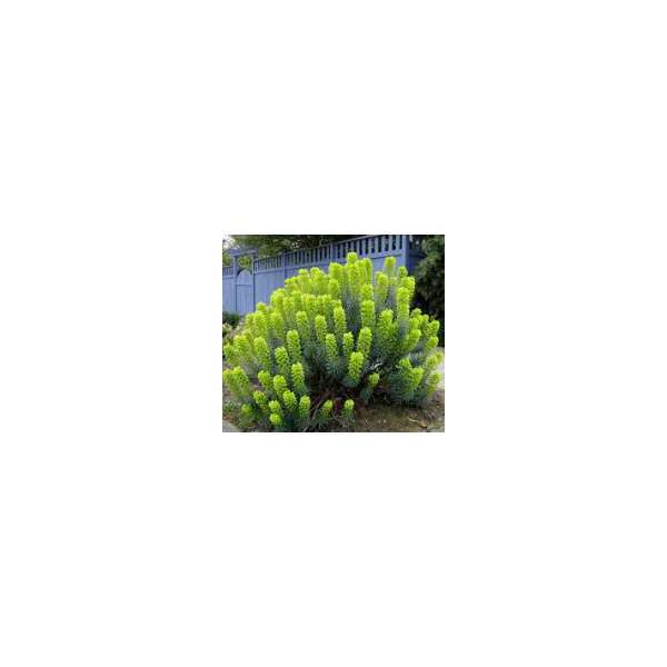 Euphorbia characias'Blue Wonder'