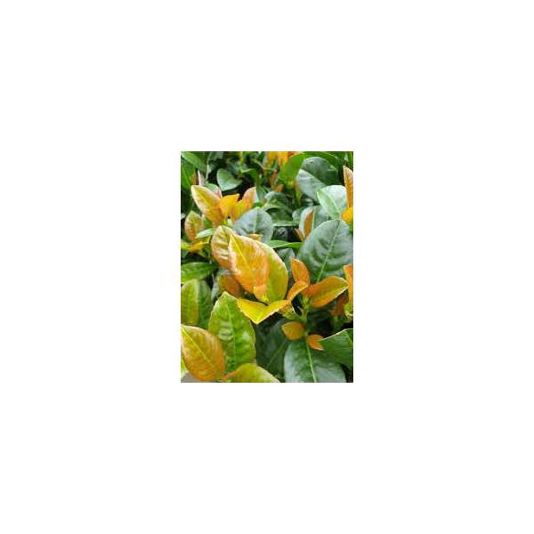 Prunus laurocerasus'Titan' 