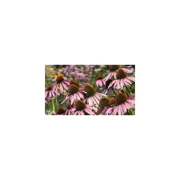 Echinacea purpurea'Leuchtstern'