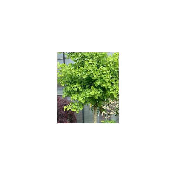 Ginkgo biloba'Mariken' 
