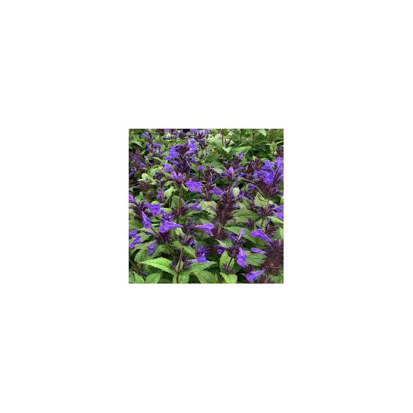Nepeta'Neptune'