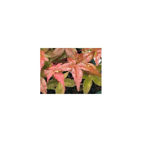 Acer palmatum'Deshojo' 