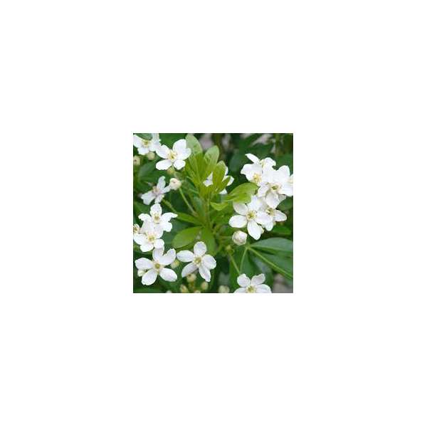 Choisya ternata'Walberton Moonshine' 