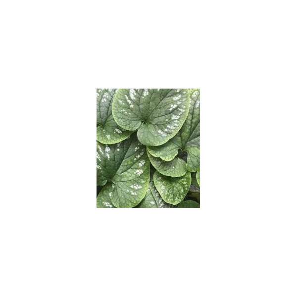 Brunnera macrophylla'White Zebra'