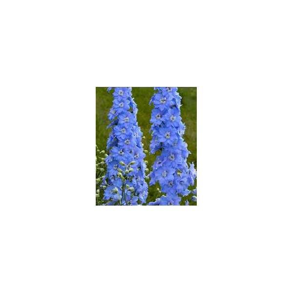 Delphinium MF 'Sky Blue White Bee'