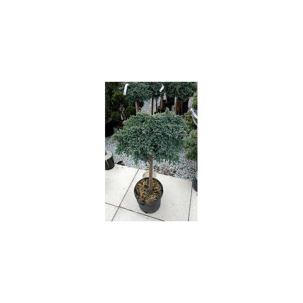 Juniperus squamata'Blue Star' 