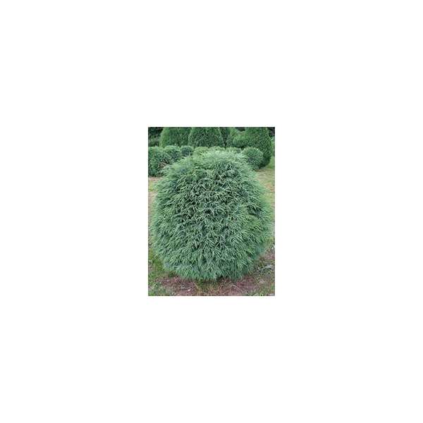 Chamaecyparis lawsoniana'Globosa' 