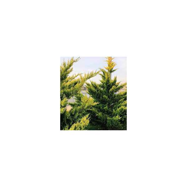 Cupressocyparis leylandii'Gold Rider' 