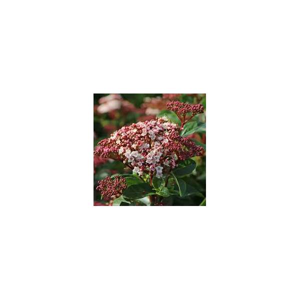 Viburnum tinus'Lisa rose' 
