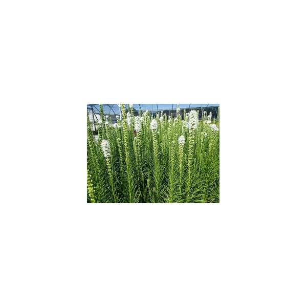 Liatris spicata'Floristan Weiss'