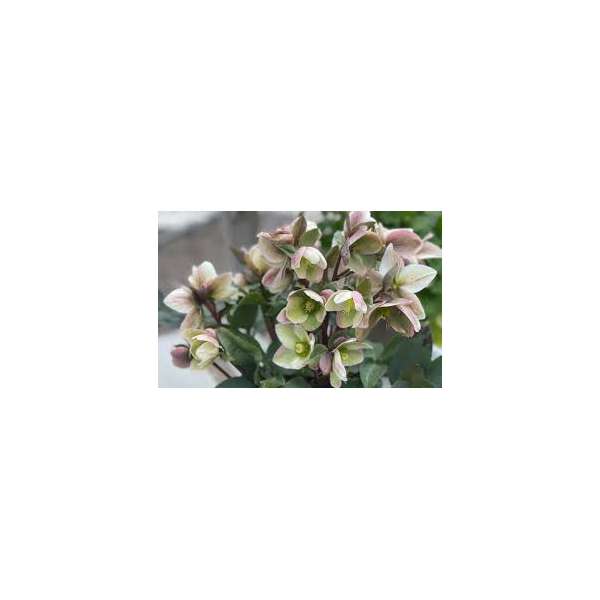 Helleborus'Ivory Prince' 