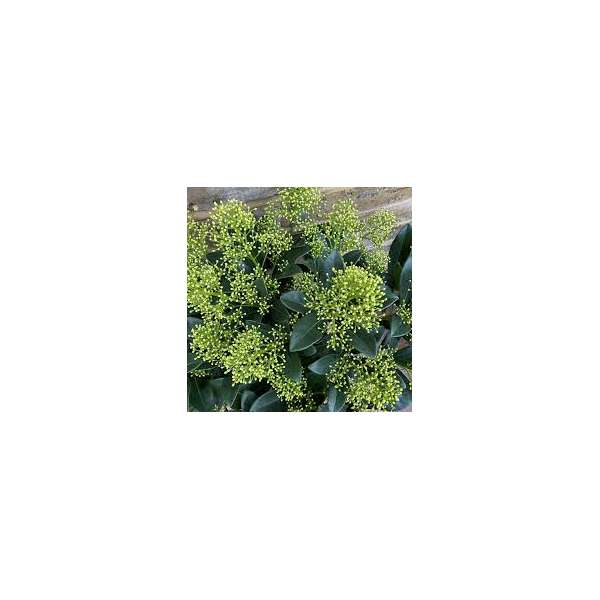 Skimmia japonica'Finchy' 