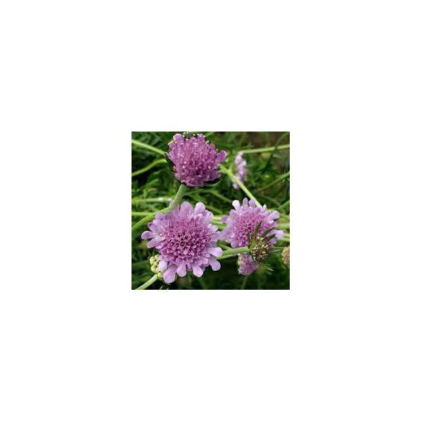Scabiosa'Vivid Violet'