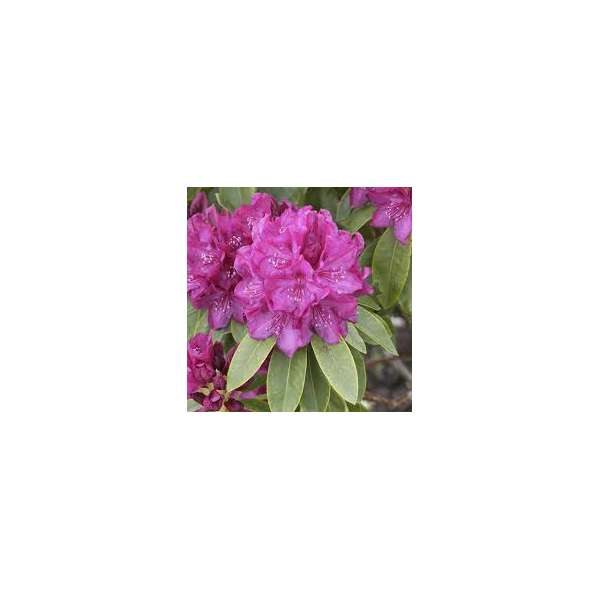Rhododendron'Old Port' 