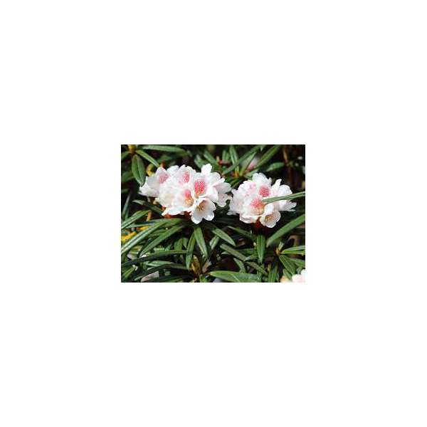 Rhododendron'Oreonastes' 