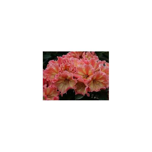Rhododendron'Sun Glory' 