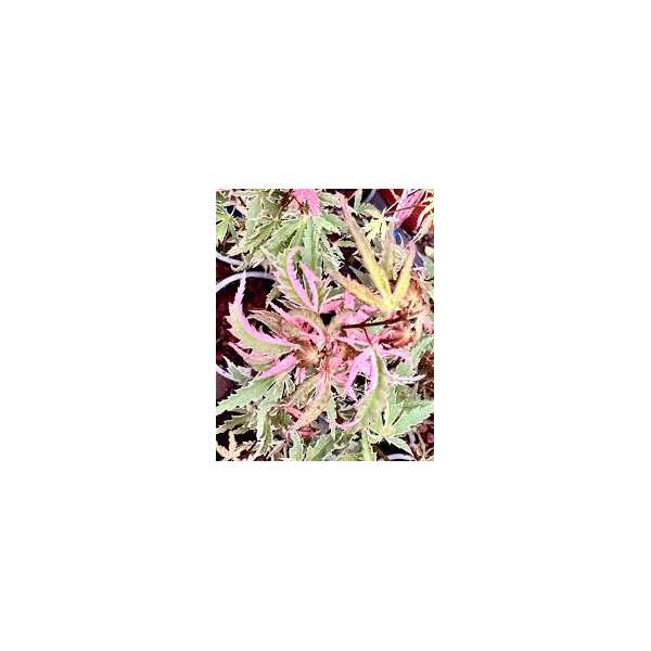 Acer palmatum'Iyoshi' 