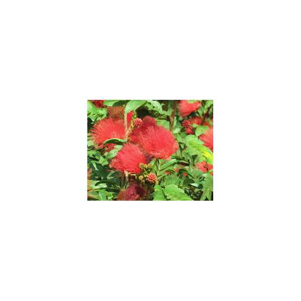 Calliandra surinamensis'Tweedii' 