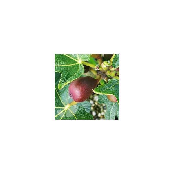Ficus carica'Little Miss Figgy' 