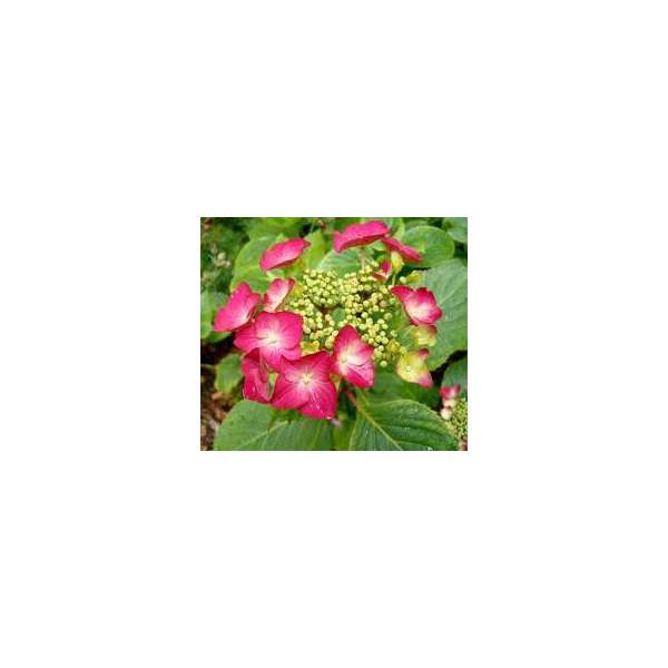 Hydrangea macrophylla'Rotkelchen' 