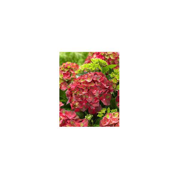 Hydrangea macrophylla'Little Red' 