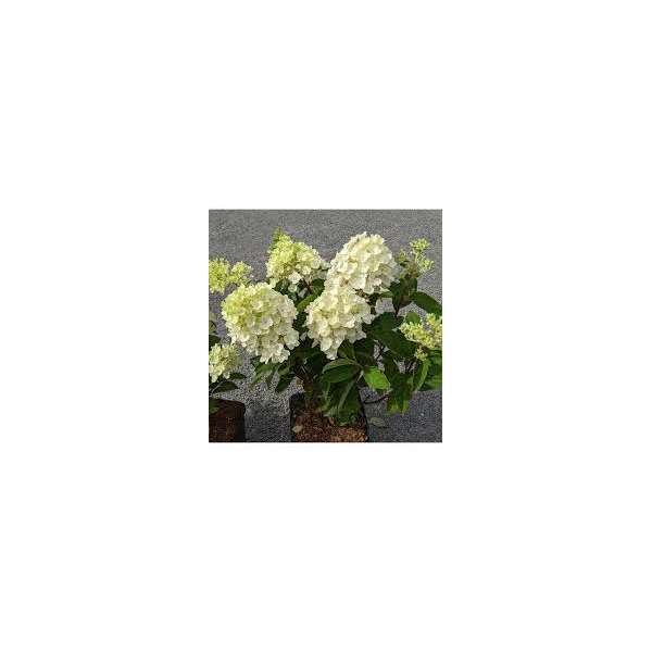 Hydrangea paniculate'Little Spooky' 