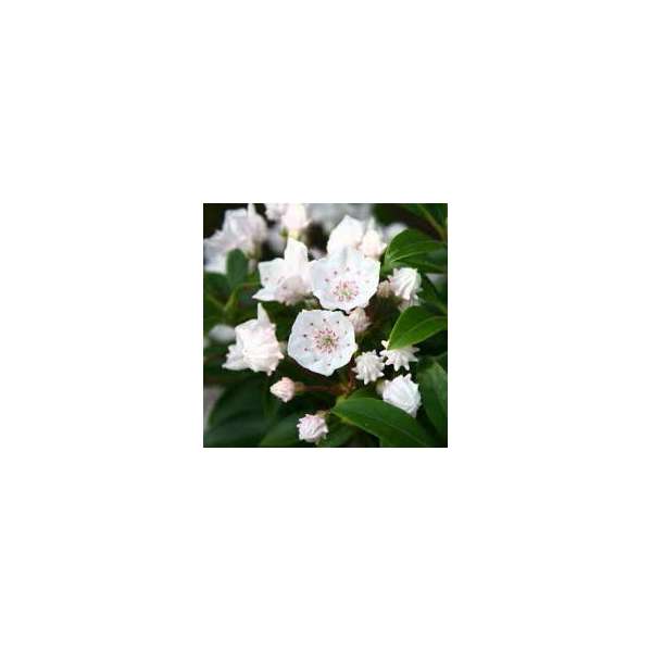 Kalmia latifolia'Elf' 