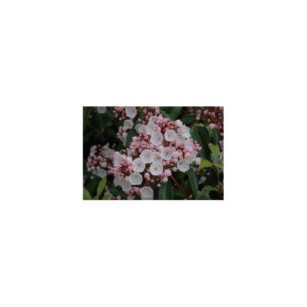 Kalmia latifolia'You Can' 
